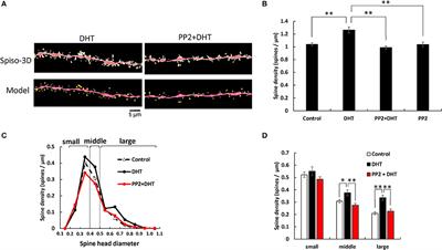 Src Kinase Dependent Rapid Non-genomic Modulation of Hippocampal Spinogenesis Induced by Androgen and Estrogen